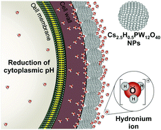 Graphical abstract: Combating pathogens with Cs2.5H0.5PW12O40 nanoparticles: a new proton-regulated antimicrobial agent
