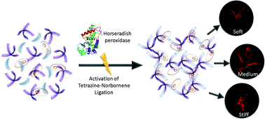 Graphical abstract: Polyethylene glycol–gelatin hydrogels with tuneable stiffness prepared by horseradish peroxidase-activated tetrazine–norbornene ligation
