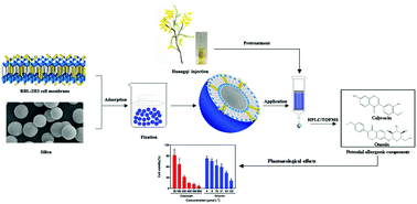 Graphical abstract: Improved cell membrane bioaffinity sample pretreatment technique with enhanced stability for screening of potential allergenic components from traditional Chinese medicine injections