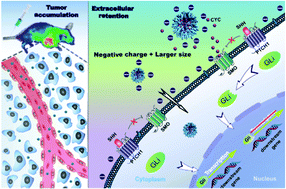 Graphical abstract: Extracellular retention of a cyclopamine nanoformulation leveraging larger size and more negative charge for improved breast cancer treatment