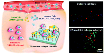 Graphical abstract: Selective capture of mesenchymal stem cells over fibroblasts and immune cells on E7-modified collagen substrates under flow circumstances