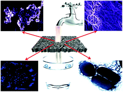 Graphical abstract: A bio-conjugated chitosan wrapped CNT based 3D nanoporous architecture for separation and inactivation of Rotavirus and Shigella waterborne pathogens