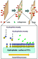 Graphical abstract: An electrospun poly(ε-caprolactone) scaffold modified with matrix metalloproteinase for cellularization and vascularization