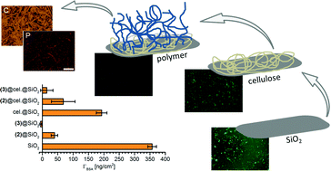 Graphical abstract: Smart functional polymer coatings for paper with anti-fouling properties