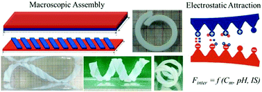 Graphical abstract: Macroscopic assembly of oppositely charged polyelectrolyte hydrogels