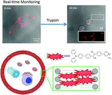 Graphical abstract: A photostable AIE luminogen with near infrared emission for monitoring morphological change of plasma membrane