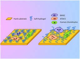 Graphical abstract: Cells may feel a hard substrate even on a grafted layer of soft hydrogel