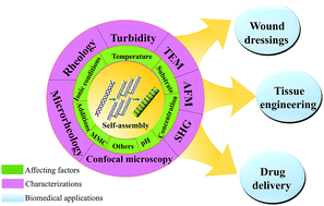 Graphical abstract: Self-assembly of collagen-based biomaterials: preparation, characterizations and biomedical applications