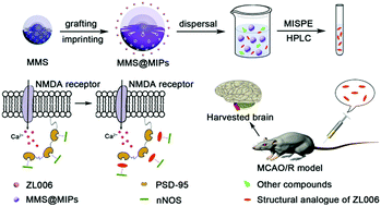 Graphical abstract: Novel surface imprinted magnetic mesoporous silica as artificial antibodies for efficient discovery and capture of candidate nNOS–PSD-95 uncouplers for stroke treatment