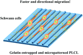 Graphical abstract: Micropatterned poly(d,l-lactide-co-caprolactone) films entrapped with gelatin for promoting the alignment and directional migration of Schwann cells