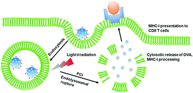 Graphical abstract: Enhanced MHC-I antigen presentation from the delivery of ovalbumin by light-facilitated biodegradable poly(ester amide)s nanoparticles
