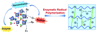 Graphical abstract: Nanoinitiator for enzymatic anaerobic polymerization and graft enhancement of gelatin–PAAM hydrogel