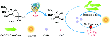 Graphical abstract: A fluorescence and colorimetric dual-mode assay of alkaline phosphatase activity via destroying oxidase-like CoOOH nanoflakes