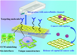 Graphical abstract: Design of functional electrospun nanofibers for cancer cell capture applications