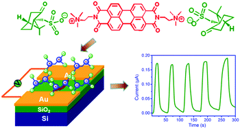 Graphical abstract: Highly responsive ethylenediamine vapor sensor based on a perylenediimide–camphorsulfonic acid complex via ionic self-assembly