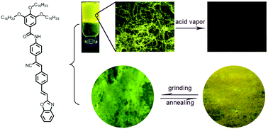 Graphical abstract: Self-assembly of a fluorescent galunamide derivative and sensing of acid vapor and mechanical force stimuli
