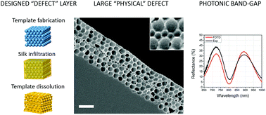 Graphical abstract: Engineering optical defects in biopolymer photonic lattices