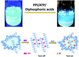 Graphical abstract: Photophysics and phosphate fluorescence sensing by poly(phenylene ethynylene) conjugated polyelectrolytes with branched ammonium side groups