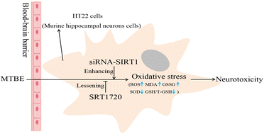Graphical abstract: SIRT1 attenuated oxidative stress induced by methyl tert-butyl ether in HT22 cells