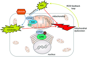 Graphical abstract: Toxicological implications of mitochondrial localization of CYP2E1