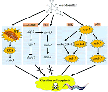 Graphical abstract: Mitochondria and MAPK cascades modulate endosulfan-induced germline apoptosis in Caenorhabditis elegans