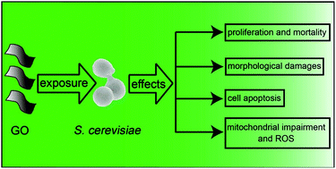 Graphical abstract: Toxicological effects of graphene oxide on Saccharomyces cerevisiae