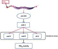 Graphical abstract: Coal combustion related fine particulate matter (PM2.5) induces toxicity in Caenorhabditis elegans by dysregulating microRNA expression