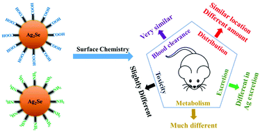 Graphical abstract: Biological behaviors and chemical fates of Ag2Se quantum dots in vivo: the effect of surface chemistry