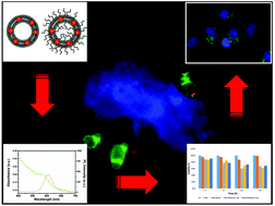 Graphical abstract: Luminescent CdSe@ZnS nanocrystals embedded in liposomes: a cytotoxicity study in HeLa cells