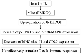 Graphical abstract: Evaluation of the toxicity of iron-ion irradiation in murine bone marrow dendritic cells via increasing the expression of indoleamine 2,3-dioxygenase 1