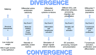 Graphical abstract: Skin and respiratory chemical allergy: confluence and divergence in a hybrid adverse outcome pathway