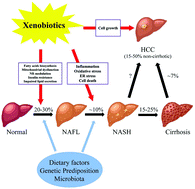Graphical abstract: Role of xenobiotics in the induction and progression of fatty liver disease