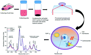Graphical abstract: Deciphering the biochemical similarities and differences among mouse embryonic stem cells, somatic and cancer cells using ATR-FTIR spectroscopy