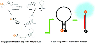 Graphical abstract: Design of Gaussia luciferase-based bioluminescent stem-loop probe for sensitive detection of HIV-1 nucleic acids