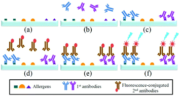 Graphical abstract: An automatic integrated microfluidic system for allergy microarray chips