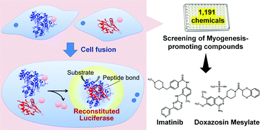 Graphical abstract: A robust split-luciferase-based cell fusion screening for discovering myogenesis-promoting molecules