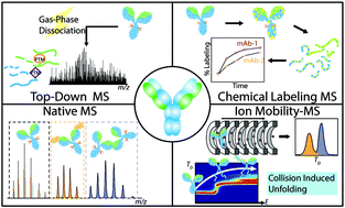 Graphical abstract: The growing role of structural mass spectrometry in the discovery and development of therapeutic antibodies