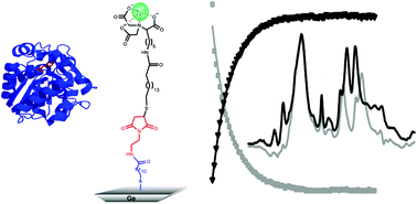 Graphical abstract: Highly stable protein immobilization via maleimido-thiol chemistry to monitor enzymatic activity