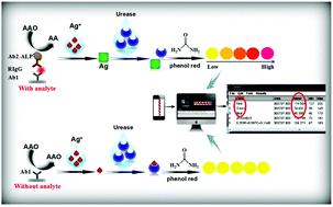 Graphical abstract: A high-resolution colorimetric immunoassay platform realized by coupling enzymatic multicolor generation with smartphone readout