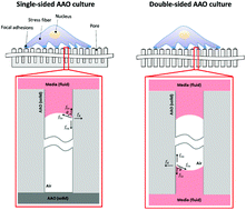 Graphical abstract: Dependence of cell adhesion on extracellular matrix materials formed on pore bridge boundaries by nanopore opening and closing geometry