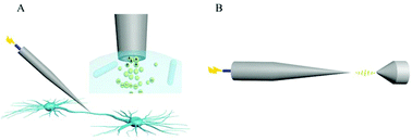 Graphical abstract: Molecular profiling of single axons and dendrites in living neurons using electrosyringe-assisted electrospray mass spectrometry