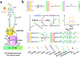 Graphical abstract: A new photoelectrochemical biosensor for ultrasensitive determination of nucleic acids based on a three-stage cascade signal amplification strategy