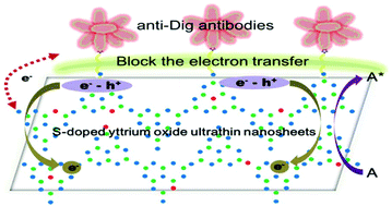 Graphical abstract: A novel electrochemiluminescence biosensor based on S-doped yttrium oxide ultrathin nanosheets for the detection of anti-Dig antibodies