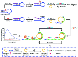 Graphical abstract: Base excision repair initiated rolling circle amplification-based fluorescent assay for screening uracil-DNA glycosylase activity using Endo IV-assisted cleavage of AP probes