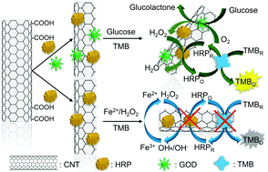 Graphical abstract: Preparation of enzyme-functionalized carbon nanotubes and their application in glucose and Fe2+ detection through “turn on” and “turn off” approaches