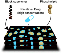 Graphical abstract: Nanoscale partitioning of paclitaxel in hybrid lipid–polymer membranes