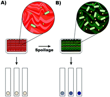 Graphical abstract: Detection of bacterial contamination in food matrices by integration of quorum sensing in a paper-strip test