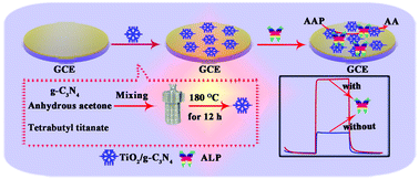 Graphical abstract: A novel “signal-on” photoelectrochemical sensor for ultrasensitive detection of alkaline phosphatase activity based on a TiO2/g-C3N4 heterojunction