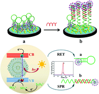 Graphical abstract: Cathodic electrochemiluminescence behaviour of MoS2 quantum dots and its biosensing of microRNA-21