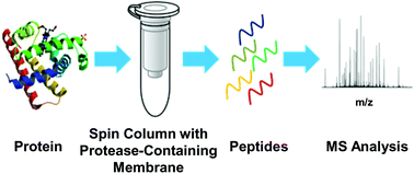 Graphical abstract: Enzyme-containing spin membranes for rapid digestion and characterization of single proteins